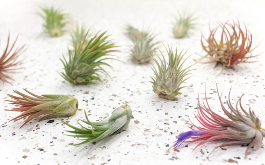 The Ultimate Guide to Air Plant Care