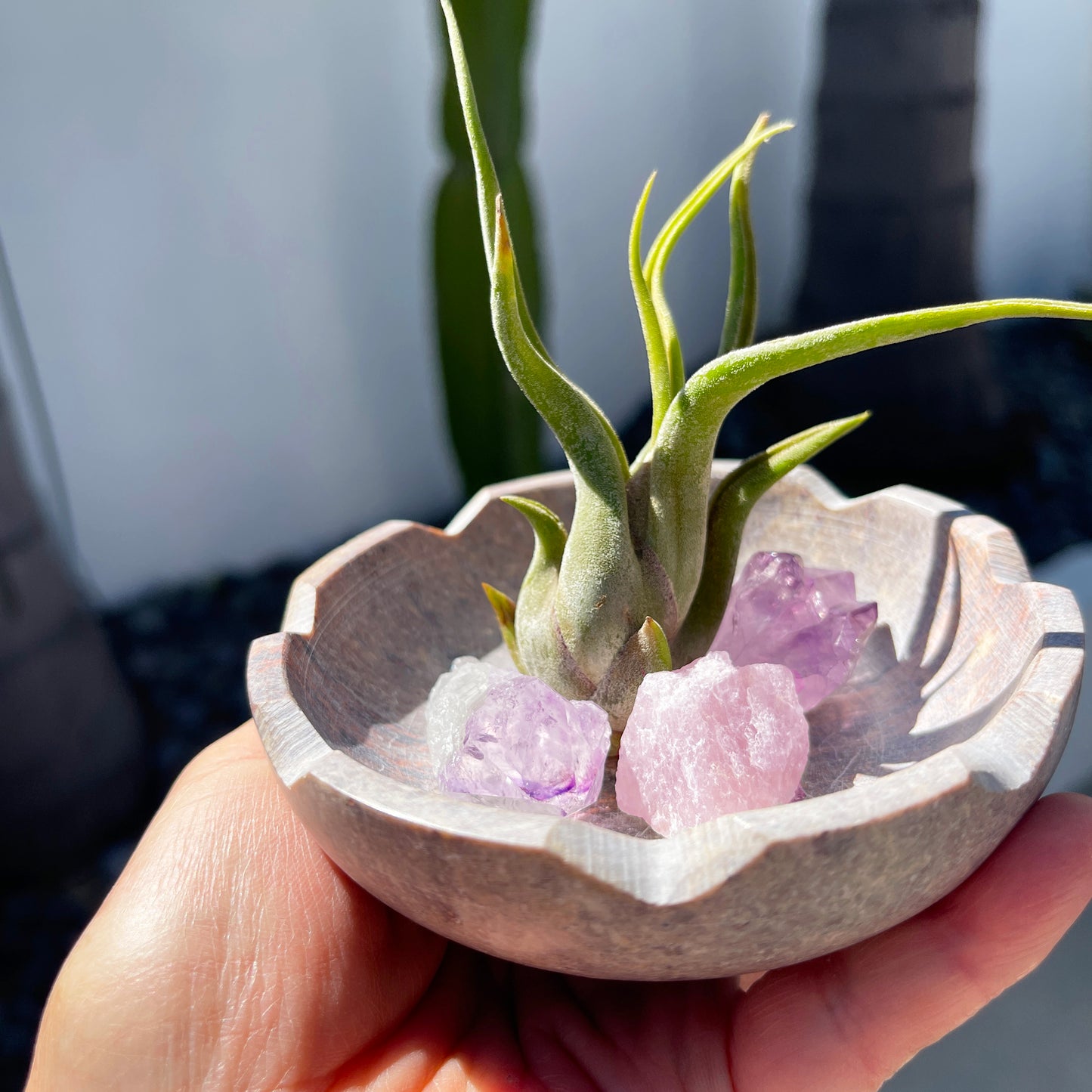 Natural Lotus Carved Stone Bowl for Crystals and Tillandsia - Includes Healthy Air Plant, Amethyst and Rose Quartz Gemstone