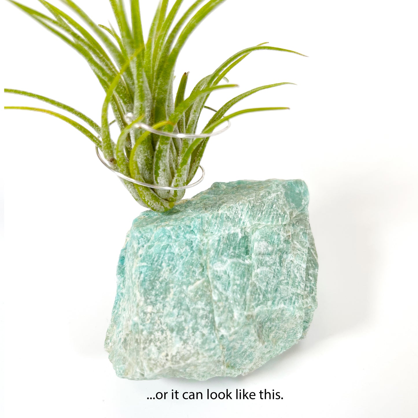 Blue Green Amazonite Air Plant Holder - Tillandsia Caput Medusae Plant and Gift Box (Copy)