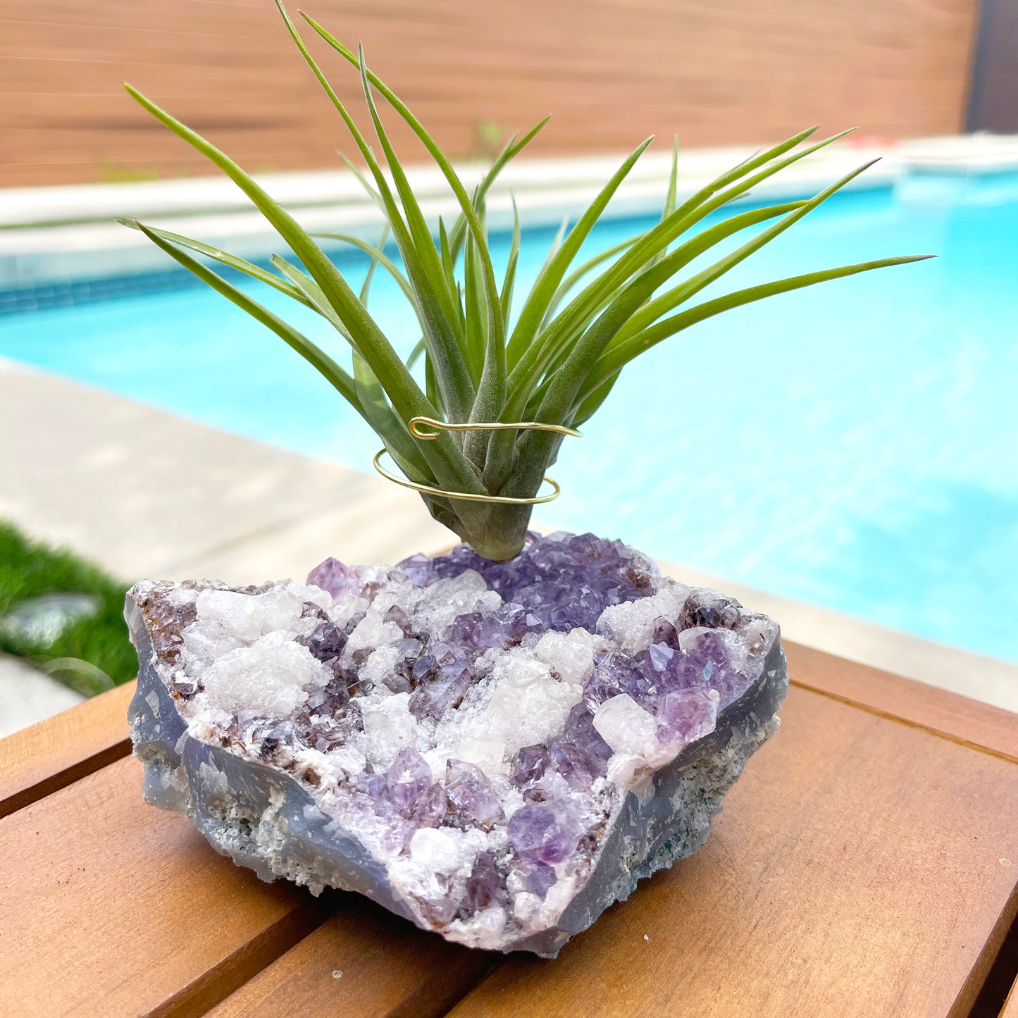One-of-a-Kind Amethyst Cluster with Calcites Air Plant Holder with Tillandsia Velutina Plant