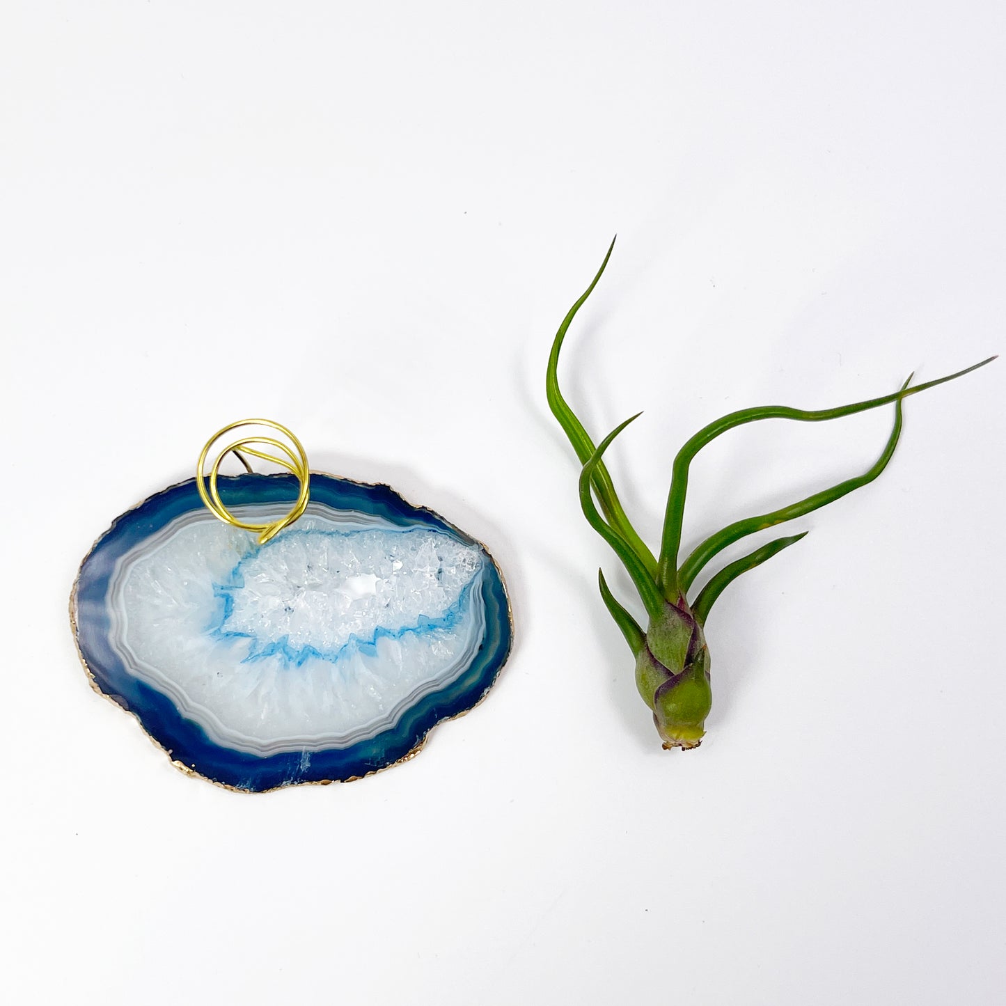Blue Agate Slice Crystal Air Plant Holder - Tillandsia Bolbosa Plant and Gift Box Included