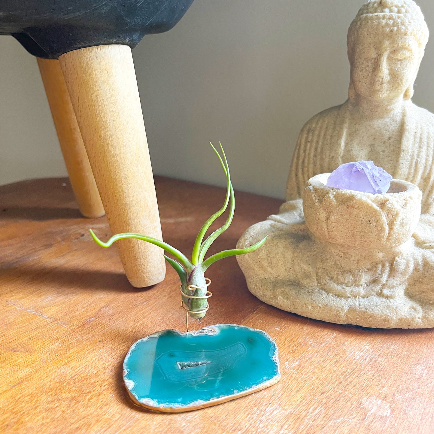 Green Agate Crystal Air Plant Holder - Tillandsia Bolbusa Plant and Gift Box Included