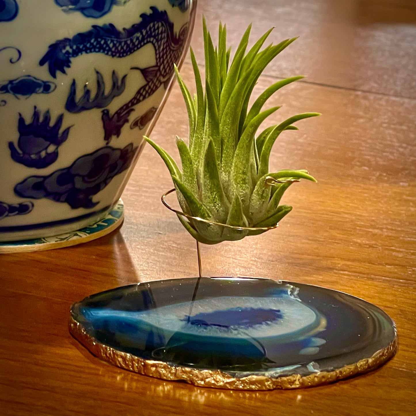 Blue Agate Slice Crystal Air Plant Holder - Tillandsia Ionantha Guatemala Plant and Gift Box Included