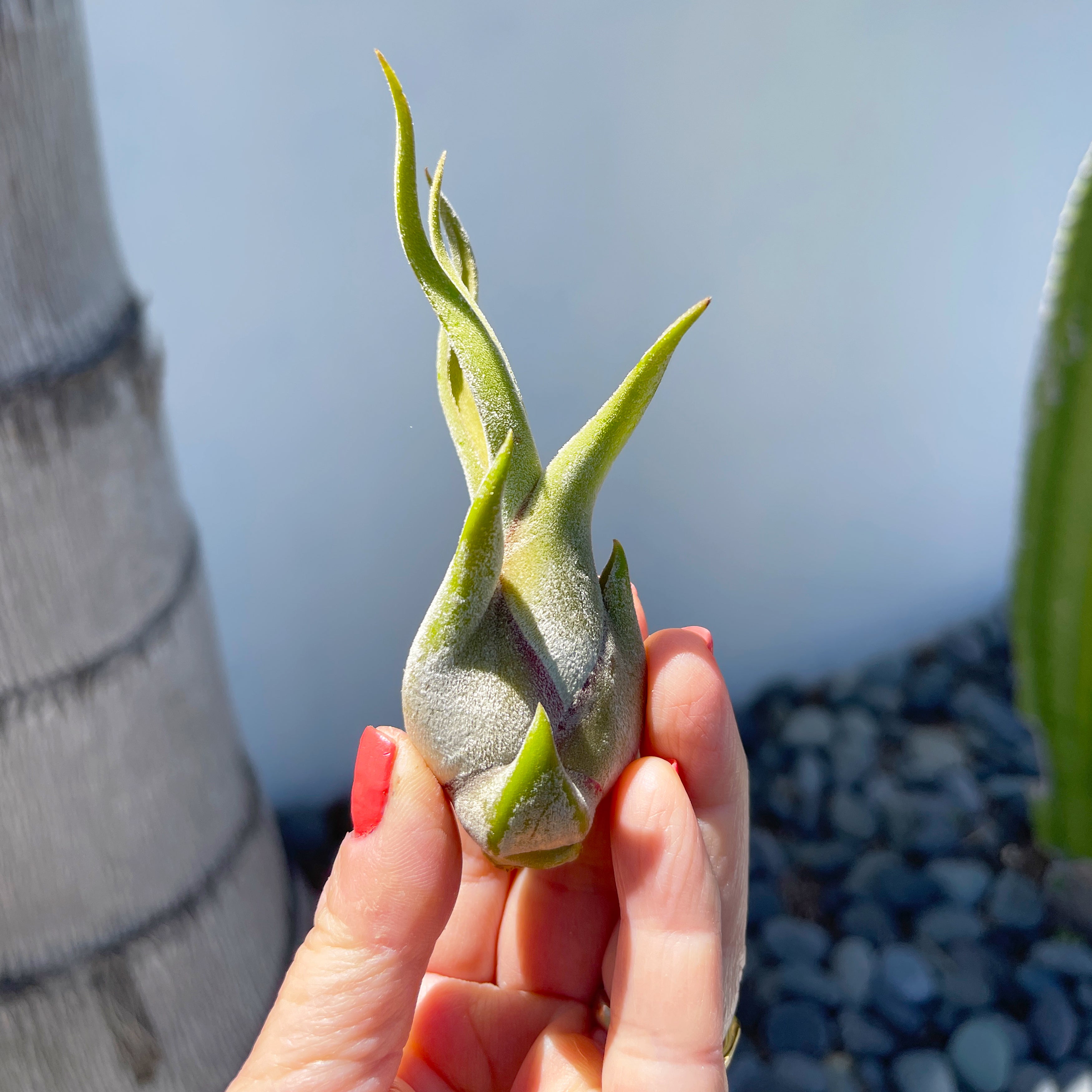 medusae air plant Medium Caput Medusae Tillandsia Air Plants