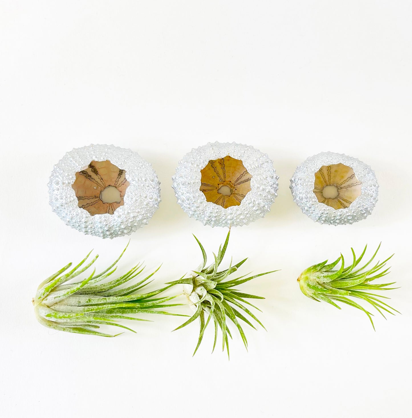 Silver Metallic Sea Urchin Air Plant Holder (Set of 3) - Includes Healthy Live Air Plants and Gift Box
