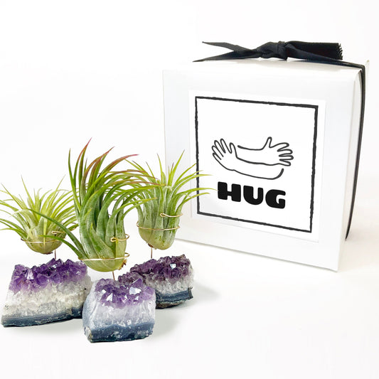 Get Well Gift - Small Amethyst Air Plant Holders (Set of 3)