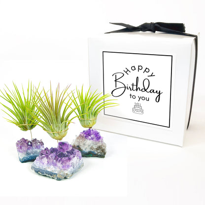 Unique Birthday Gift - Small Amethyst Air Plant Holders (Set of 3)