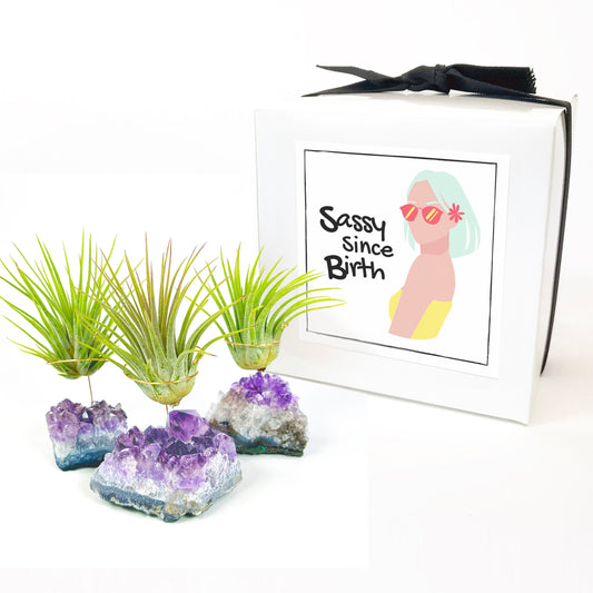Unique Birthday Gift - Small Amethyst Air Plant Holders (Set of 3)