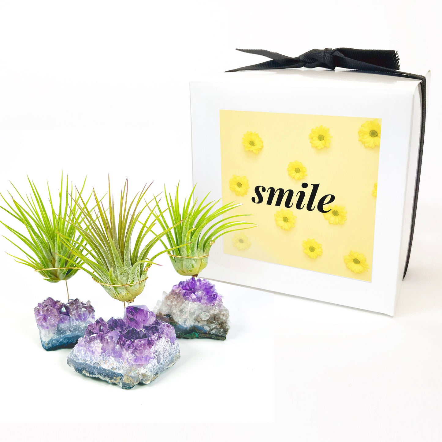 Thank You Gift - Small Amethyst Air Plant Holders (Set of 3)