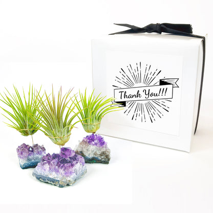 Thank You Gift - Small Amethyst Air Plant Holders (Set of 3)