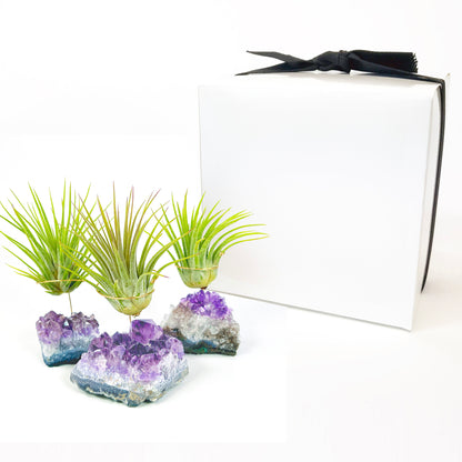 Unique Birthday Gift - Small Amethyst Air Plant Holders (Set of 3)