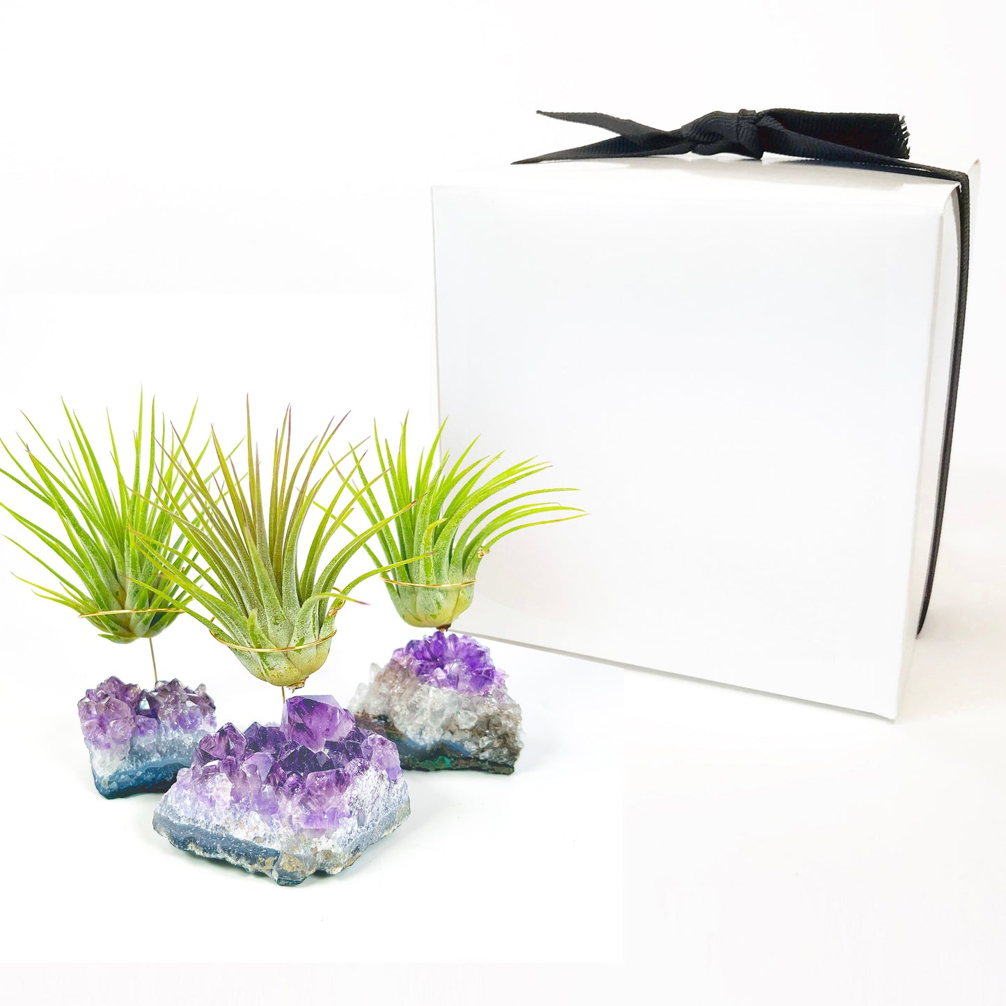 Thank You Gift - Small Amethyst Air Plant Holders (Set of 3)