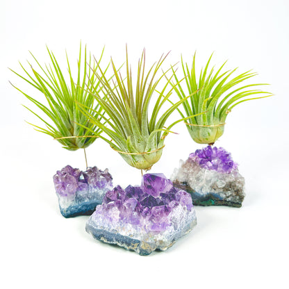 Unique Birthday Gift - Small Amethyst Air Plant Holders (Set of 3)