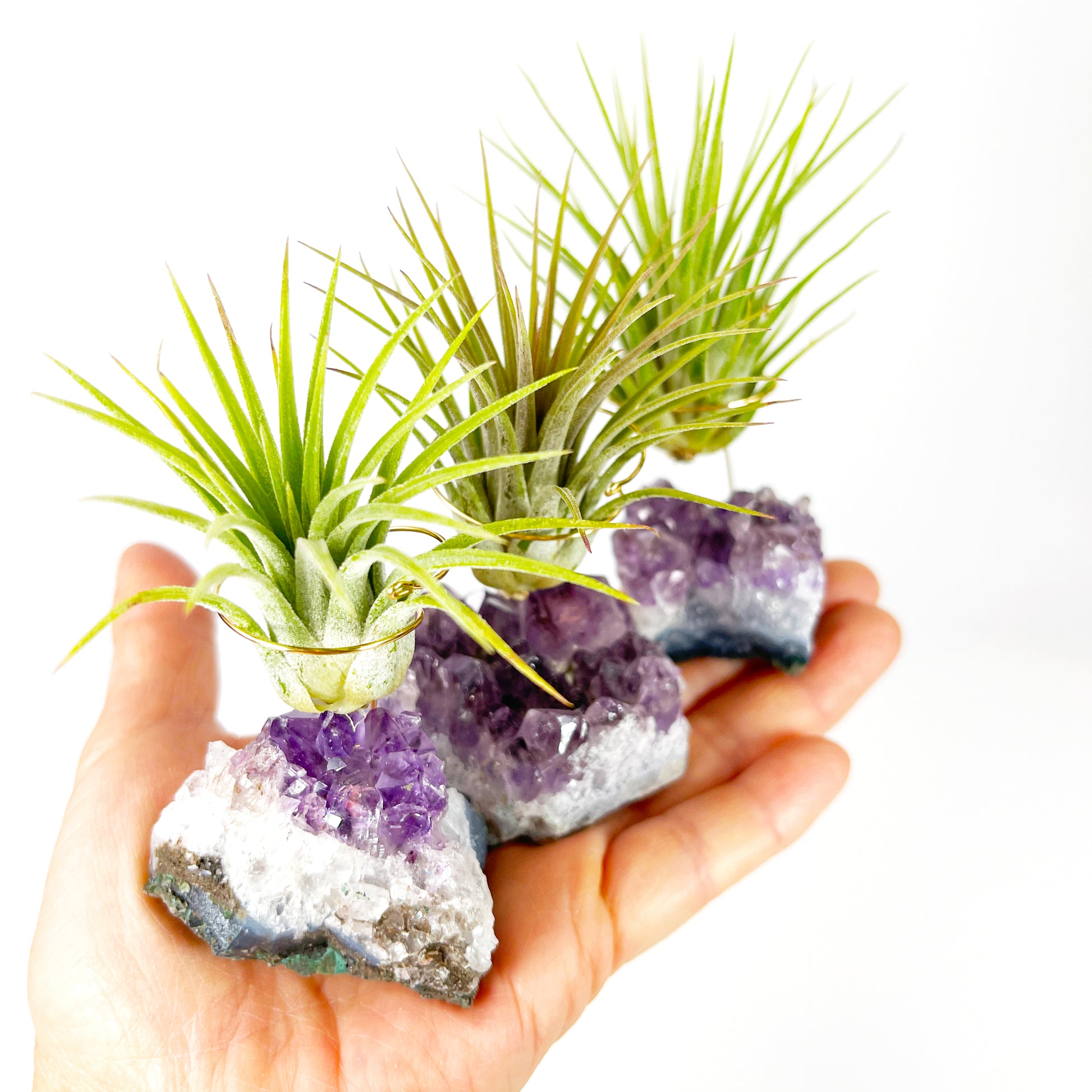 air plant amethyst Small Amethyst Air Plant Holders (Set of 3)