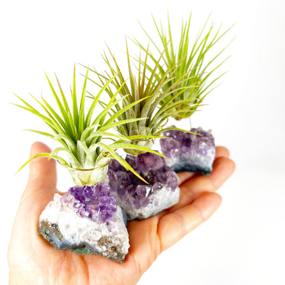 air plant crystal holder Small Amethyst Air Plant Holders (Set of 3)