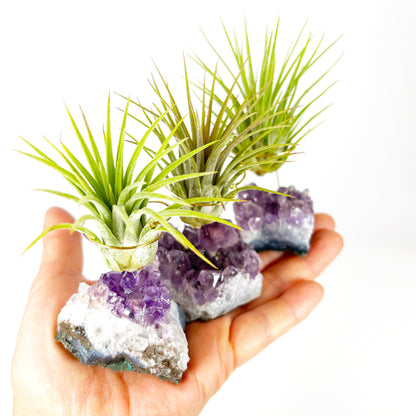 Unique Birthday Gift - Small Amethyst Air Plant Holders (Set of 3)