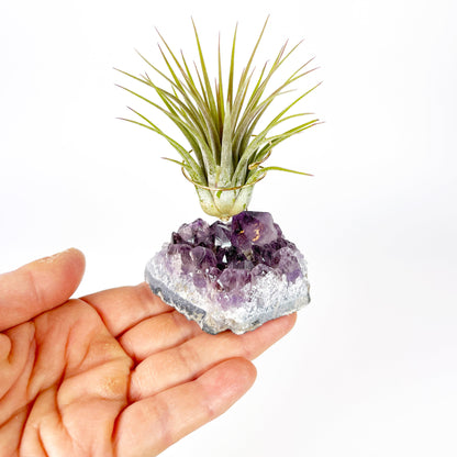 Unique Birthday Gift - Small Amethyst Air Plant Holders (Set of 3)