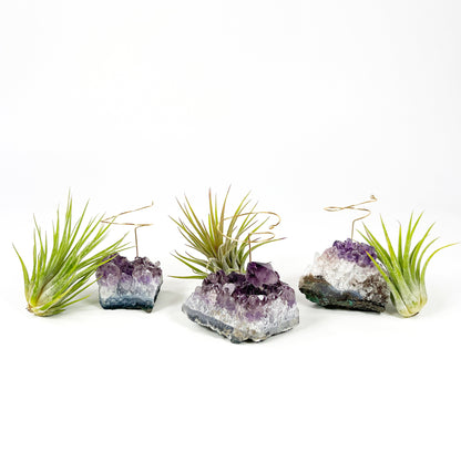 Unique Birthday Gift - Small Amethyst Air Plant Holders (Set of 3)