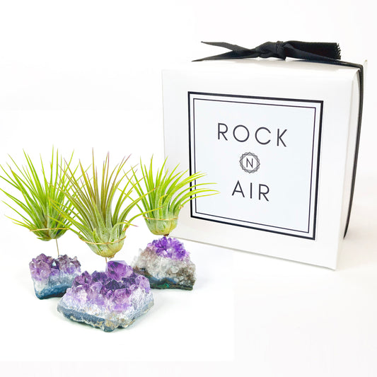Miniature Amethyst Air Plant Holders (Set of 3) - includes Live Air Plants and Gift Box