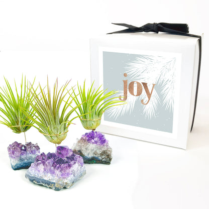 Small Amethyst Air Plant Holders (Set of 3) - Unique Holiday Gift