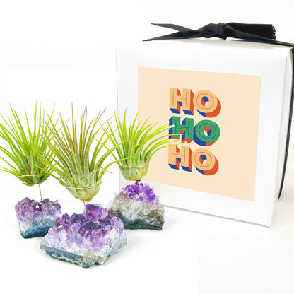 Small Amethyst Air Plant Holders (Set of 3)