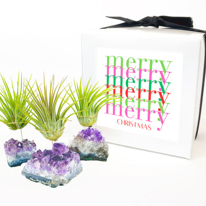 Small Amethyst Air Plant Holders (Set of 3)