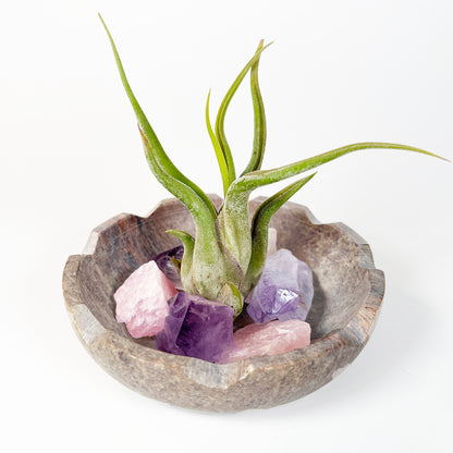 Natural Lotus Carved Stone Bowl for Crystals and Tillandsia - Includes Healthy Air Plant, Amethyst and Rose Quartz Gemstone