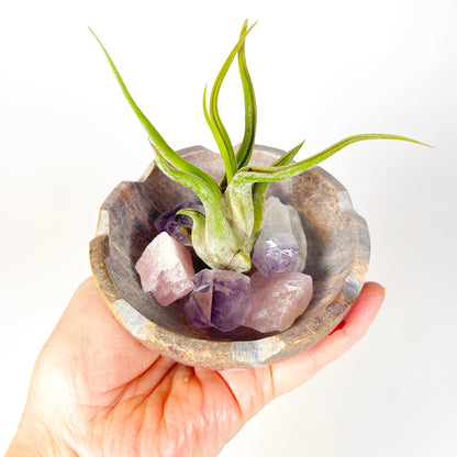 Natural Lotus Carved Stone Bowl for Crystals and Tillandsia - Includes Healthy Air Plant, Amethyst and Rose Quartz Gemstone