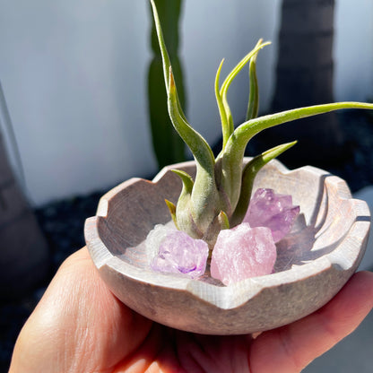 Natural Lotus Carved Stone Bowl for Crystals and Tillandsia - Includes Healthy Air Plant, Amethyst and Rose Quartz Gemstone