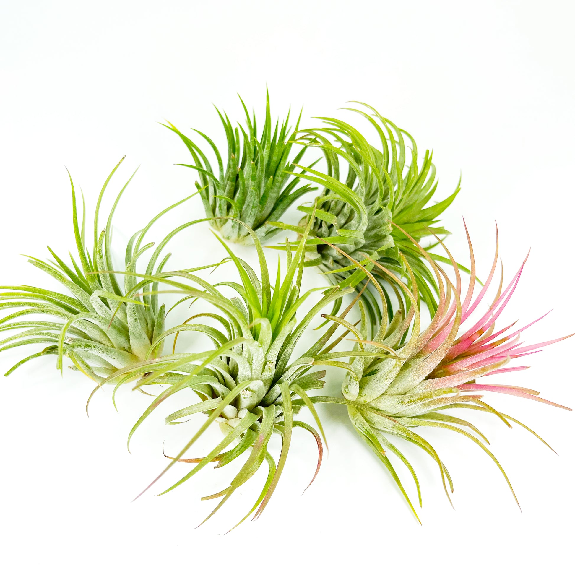 ionantha guatemala air plant 5 Medium Air Plant Tillandsia Ionantha Guatemala