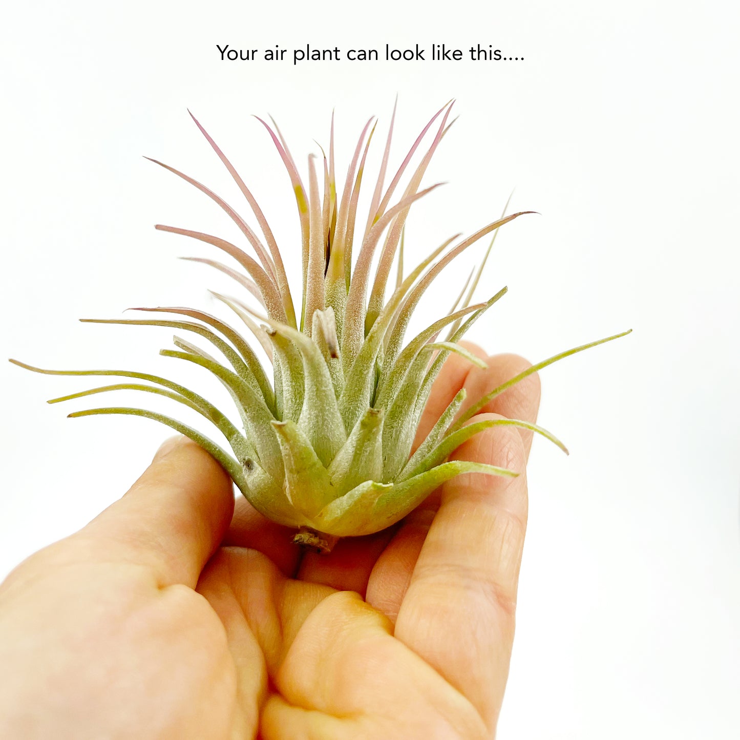 Medium Air Plant Tillandsia Ionantha Guatemala - 2-3 inch