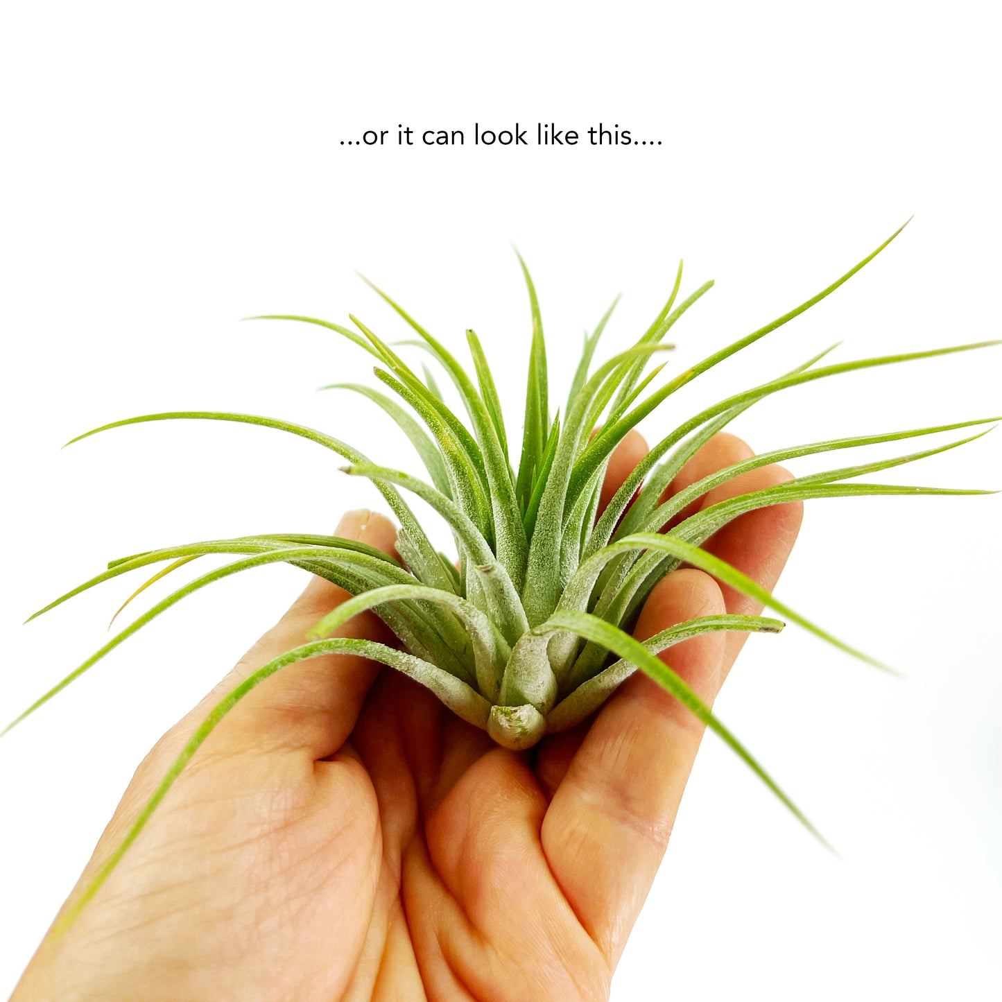 Medium Air Plant Tillandsia Ionantha Guatemala - 2-3 inch