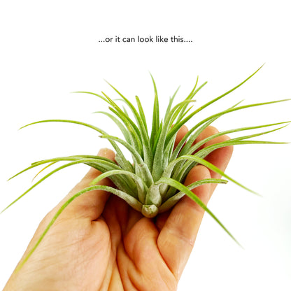 Medium Air Plant Tillandsia Ionantha Guatemala - 2-3 inch