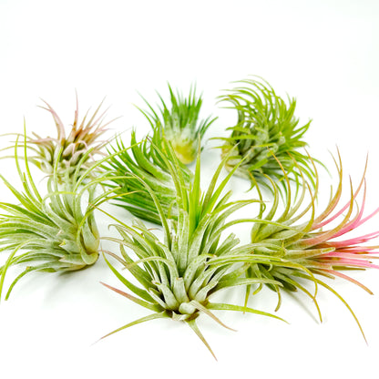 Medium Air Plant Tillandsia Ionantha Guatemala - 2-3 inch