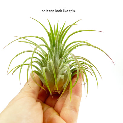 Medium Air Plant Tillandsia Ionantha Guatemala - 2-3 inch