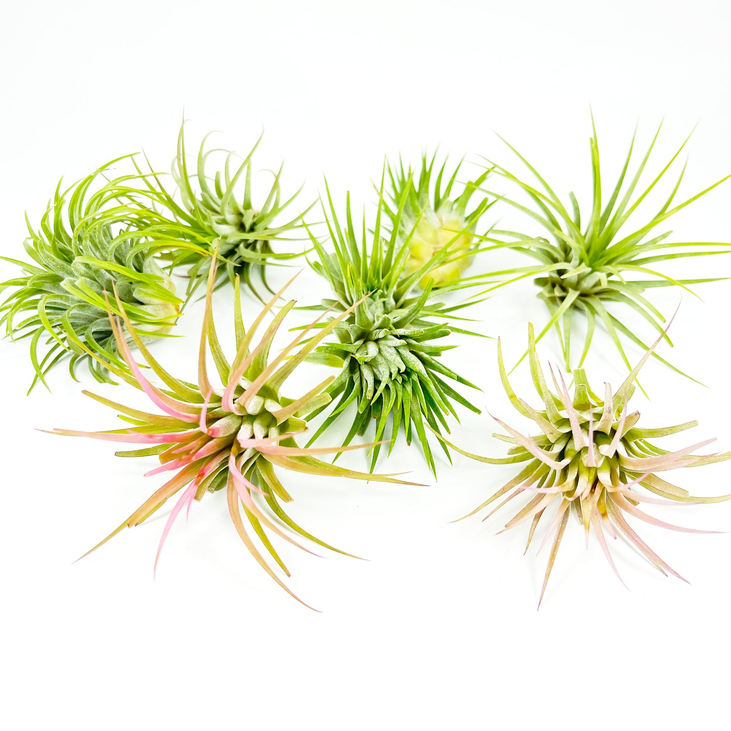 Medium Air Plant Tillandsia Ionantha Guatemala - 2-3 inch