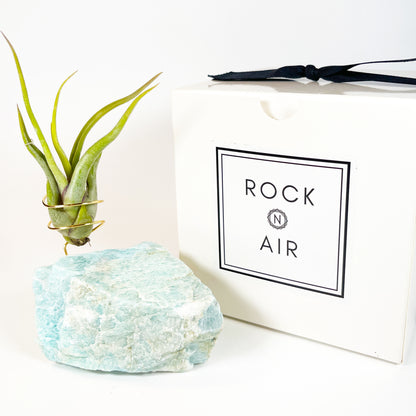 Blue Green Amazonite Air Plant Holder - Tillandsia Caput Medusae Plant and Gift Box (Copy)