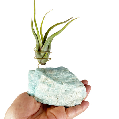 Blue Green Amazonite Air Plant Holder - Tillandsia Caput Medusae Plant and Gift Box (Copy)