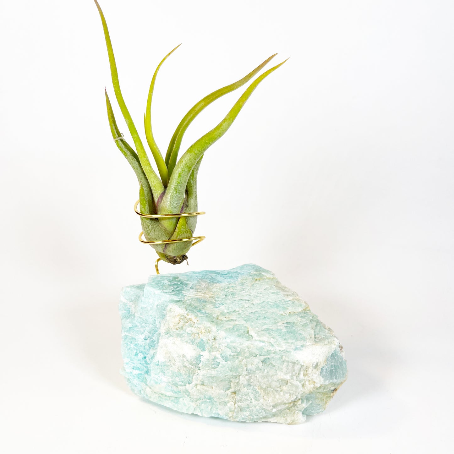 Blue Green Amazonite Air Plant Holder - Tillandsia Caput Medusae Plant and Gift Box (Copy)