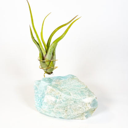 Blue Green Amazonite Air Plant Holder - Tillandsia Caput Medusae Plant and Gift Box (Copy)