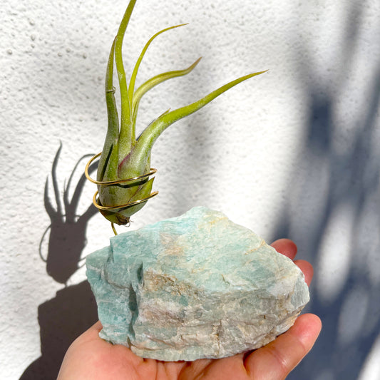 Blue Green Amazonite Air Plant Holder - Tillandsia Caput Medusae Plant and Gift Box (Copy)