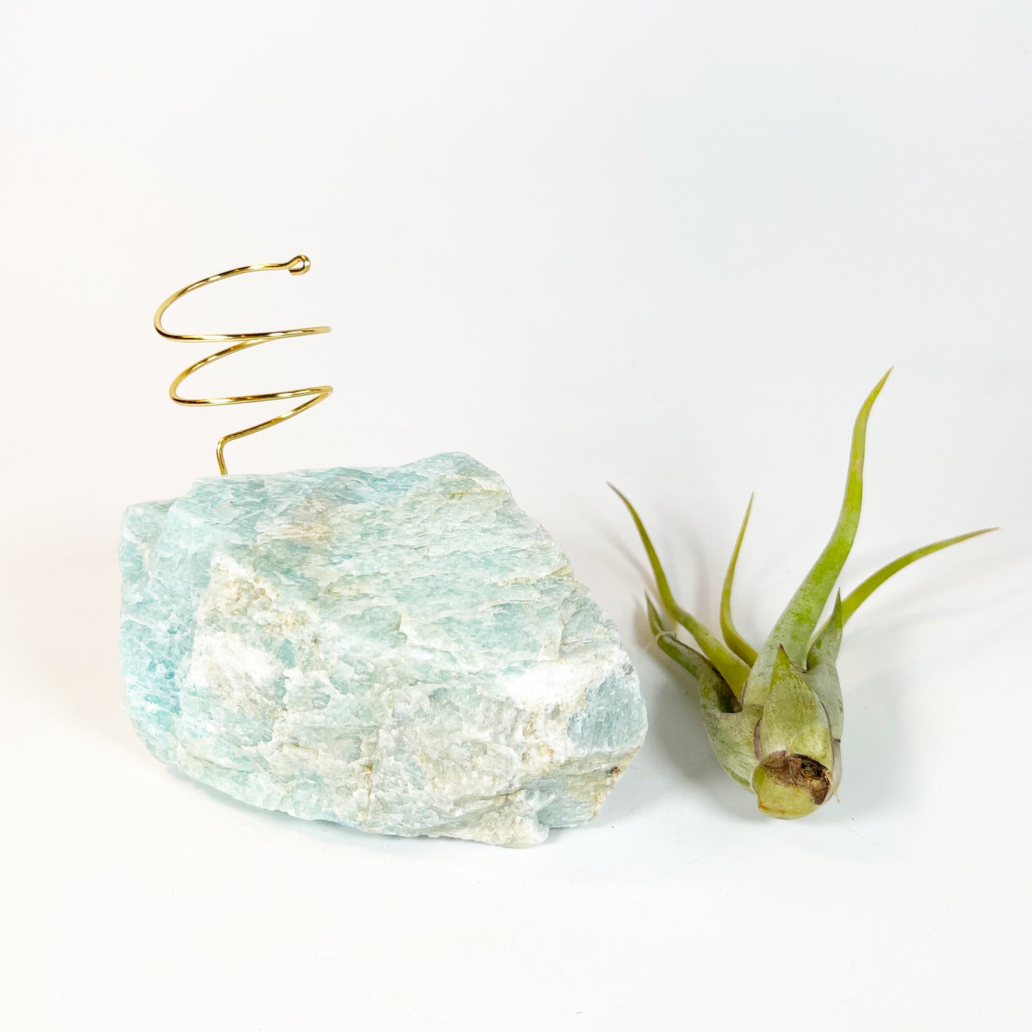 Blue Green Amazonite Air Plant Holder - Tillandsia Caput Medusae Plant and Gift Box (Copy)