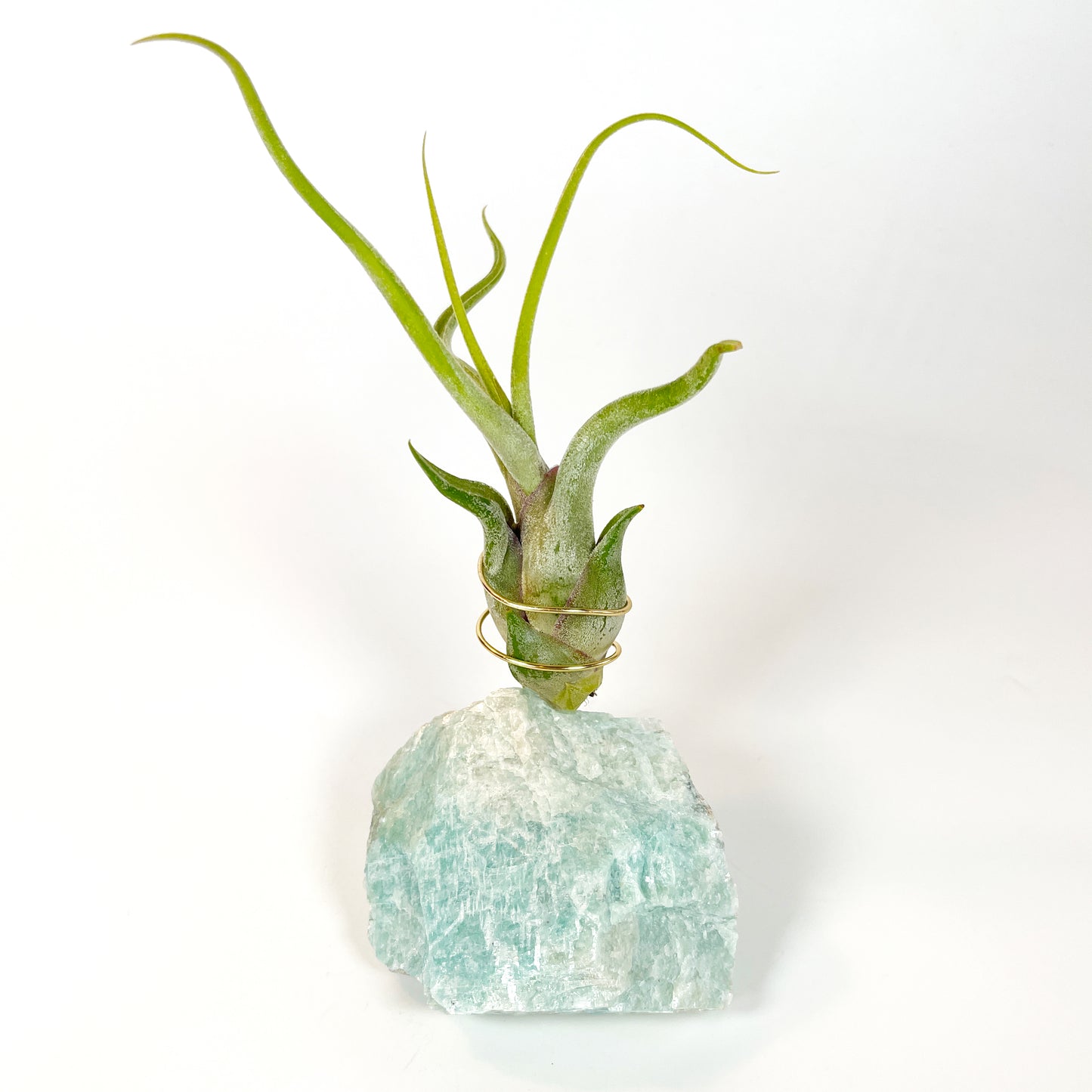 Blue Green Amazonite Air Plant Holder - Tillandsia Caput Medusae Plant and Gift Box