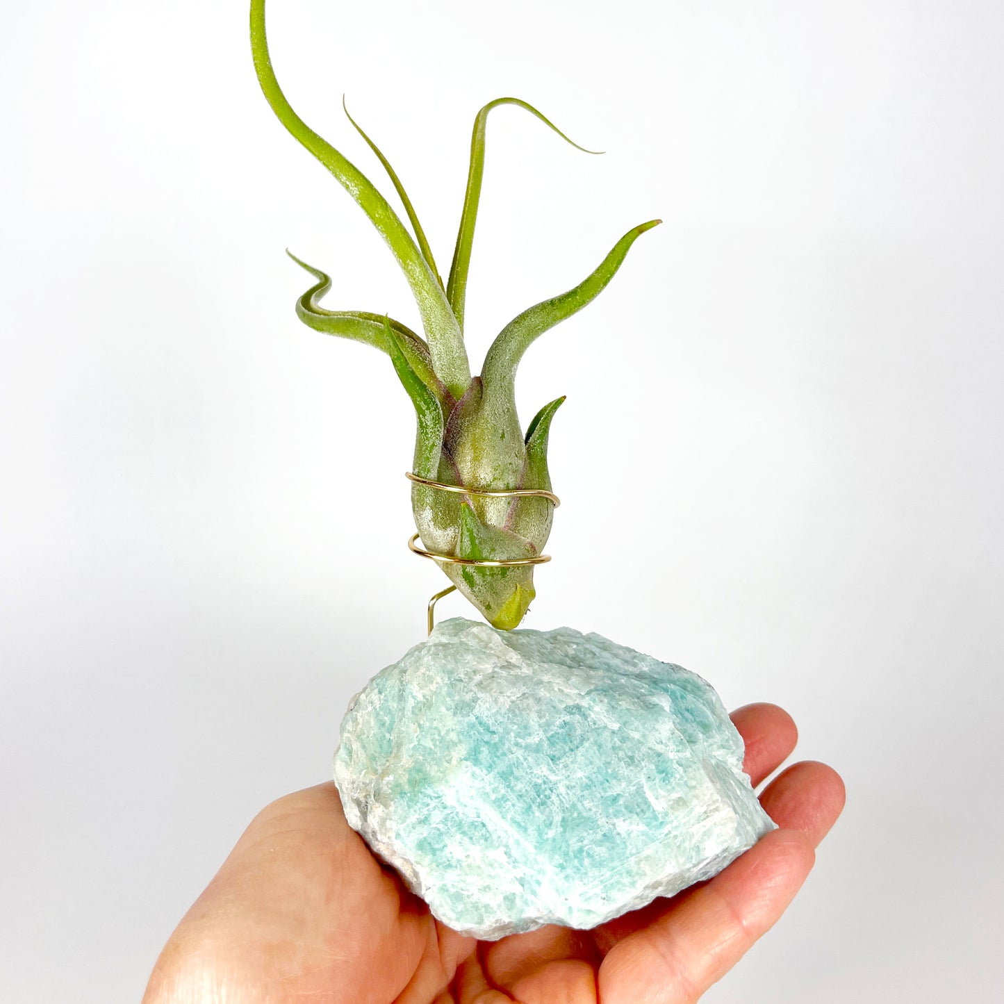 Blue Green Amazonite Air Plant Holder - Tillandsia Caput Medusae Plant and Gift Box