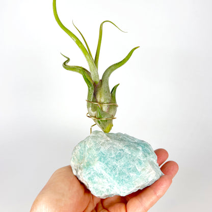 Blue Green Amazonite Air Plant Holder - Tillandsia Caput Medusae Plant and Gift Box