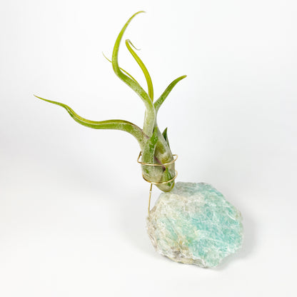 Blue Green Amazonite Air Plant Holder - Tillandsia Caput Medusae Plant and Gift Box