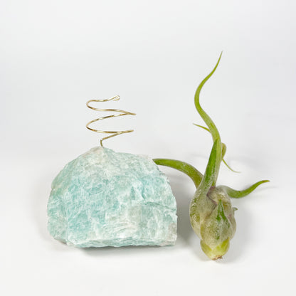 Blue Green Amazonite Air Plant Holder - Tillandsia Caput Medusae Plant and Gift Box