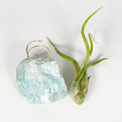 Blue Green Amazonite Air Plant Holder - Tillandsia Caput Medusae Plant and Gift Box