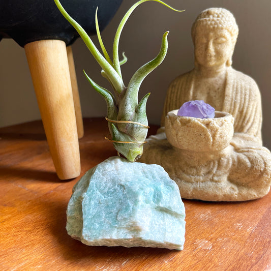 Blue Green Amazonite Air Plant Holder - Tillandsia Caput Medusae Plant and Gift Box