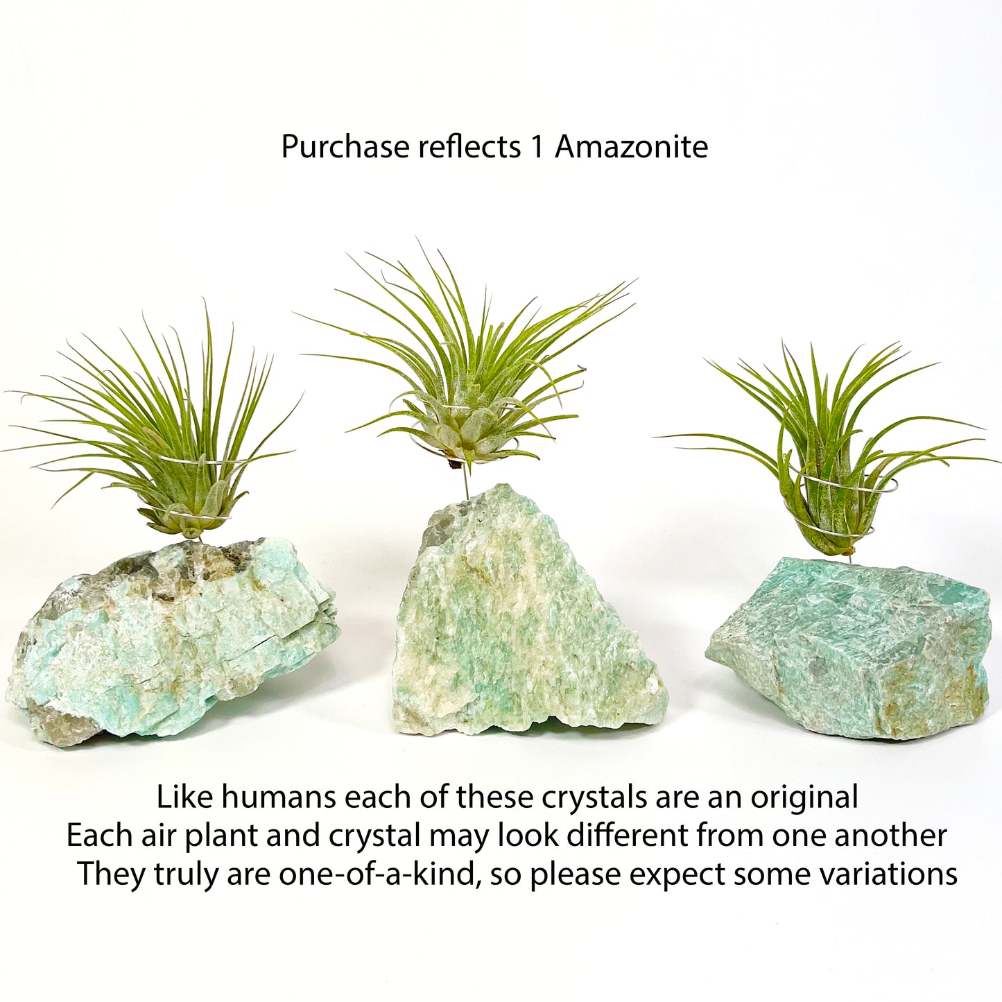 Blue Green Amazonite Air Plant Holder - Tillandsia Caput Medusae Plant and Gift Box (Copy)